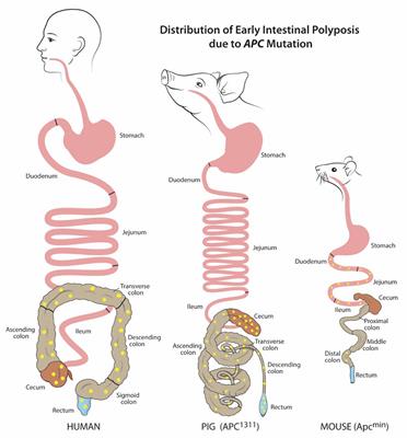 Use of Translational, Genetically Modified Porcine Models to Ultimately Improve Intestinal Disease Treatment